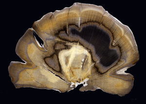 Stinking Water Oak miocene